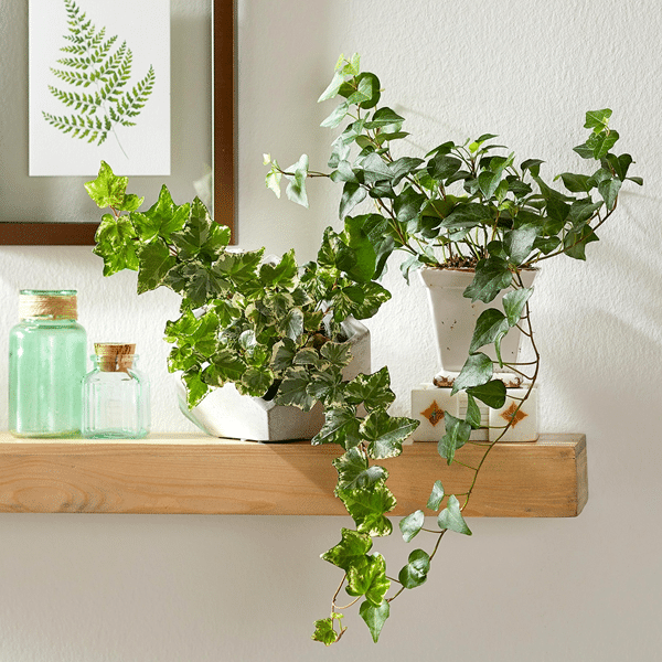 FINALLY, A LIST OF HOUSEPLANTS THAT YOU WILL HAVE TO WORK HARD TO KILL